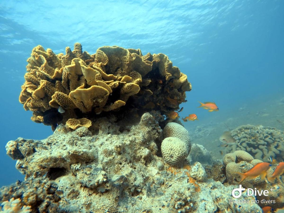 Aqaba Pro Divers Zewnętrze zdjęcie
