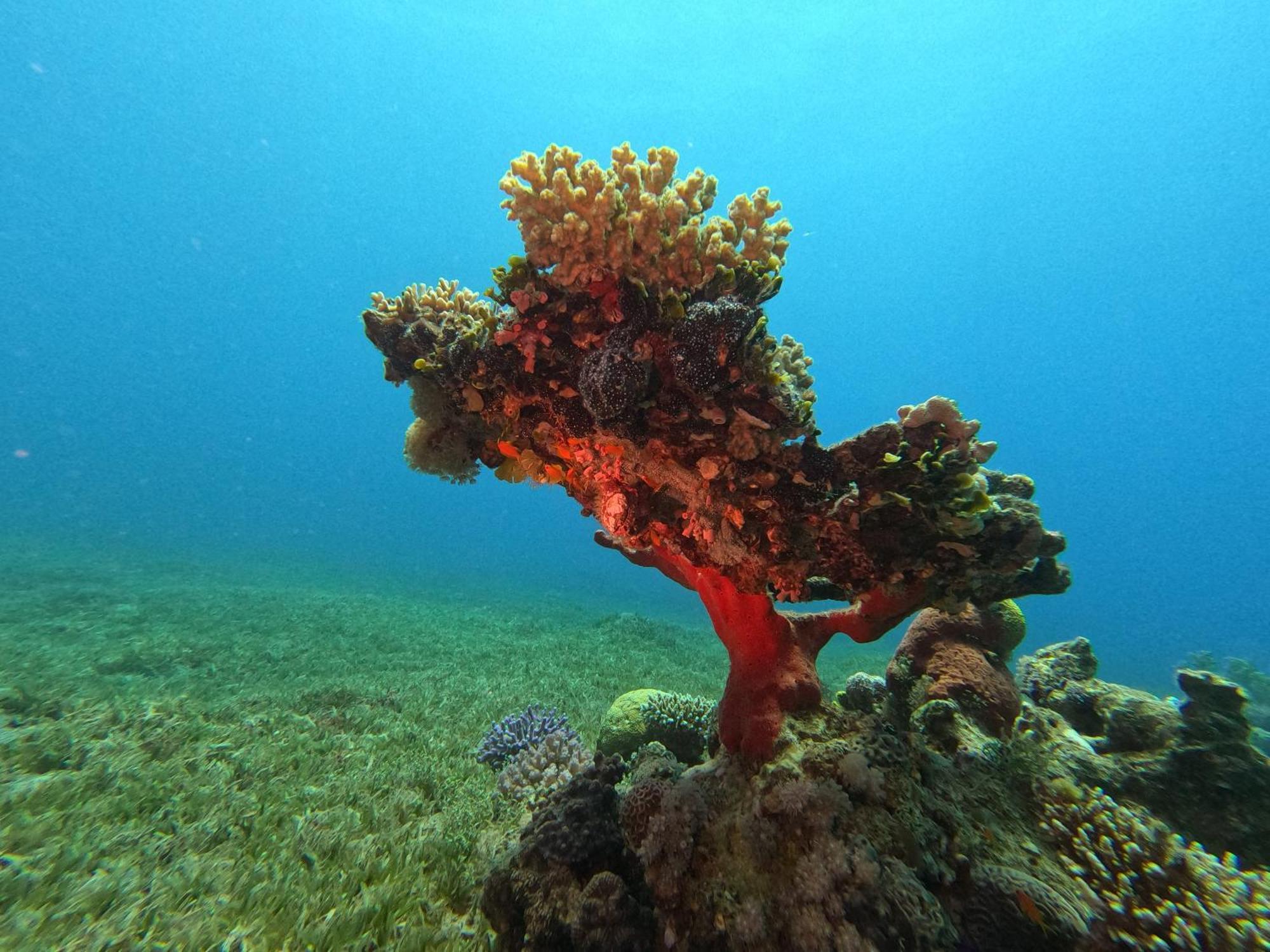 Aqaba Pro Divers Zewnętrze zdjęcie