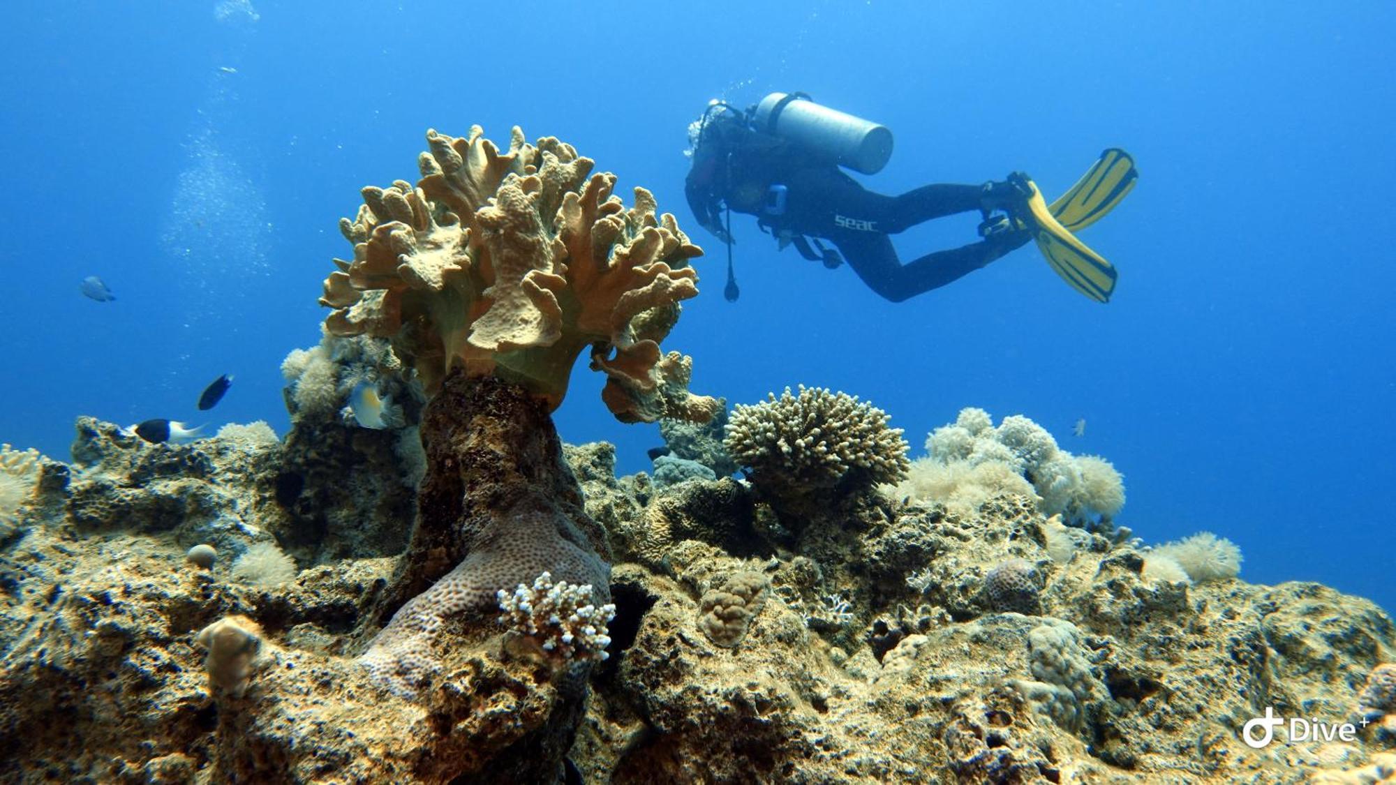 Aqaba Pro Divers Zewnętrze zdjęcie