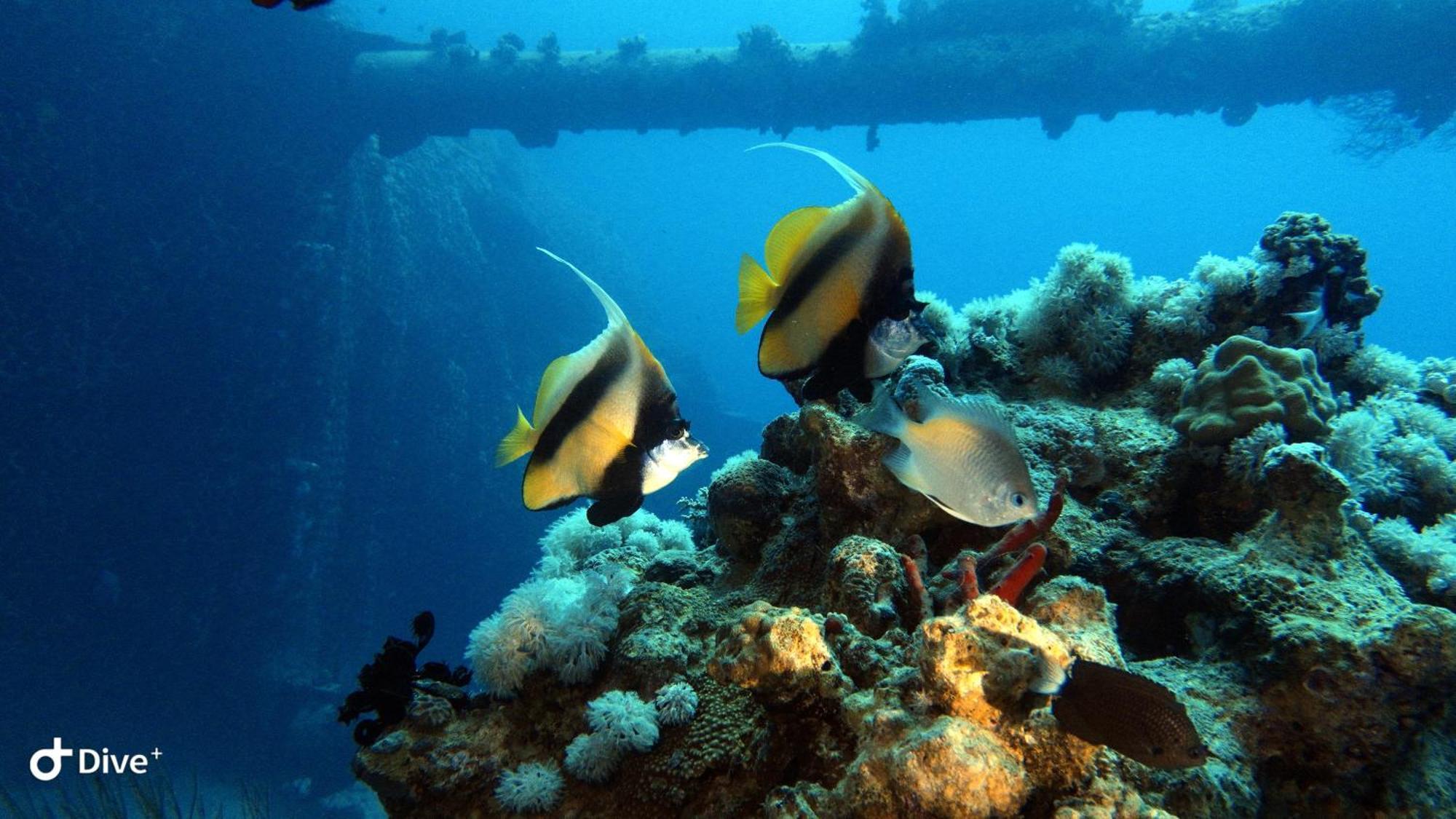 Aqaba Pro Divers Zewnętrze zdjęcie