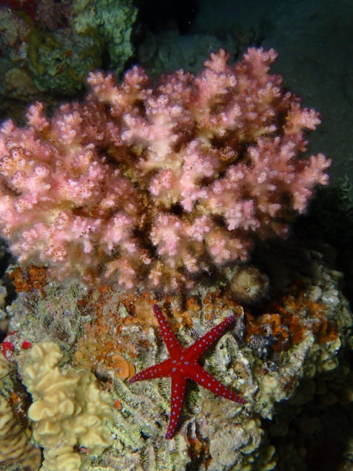 Aqaba Pro Divers Zewnętrze zdjęcie
