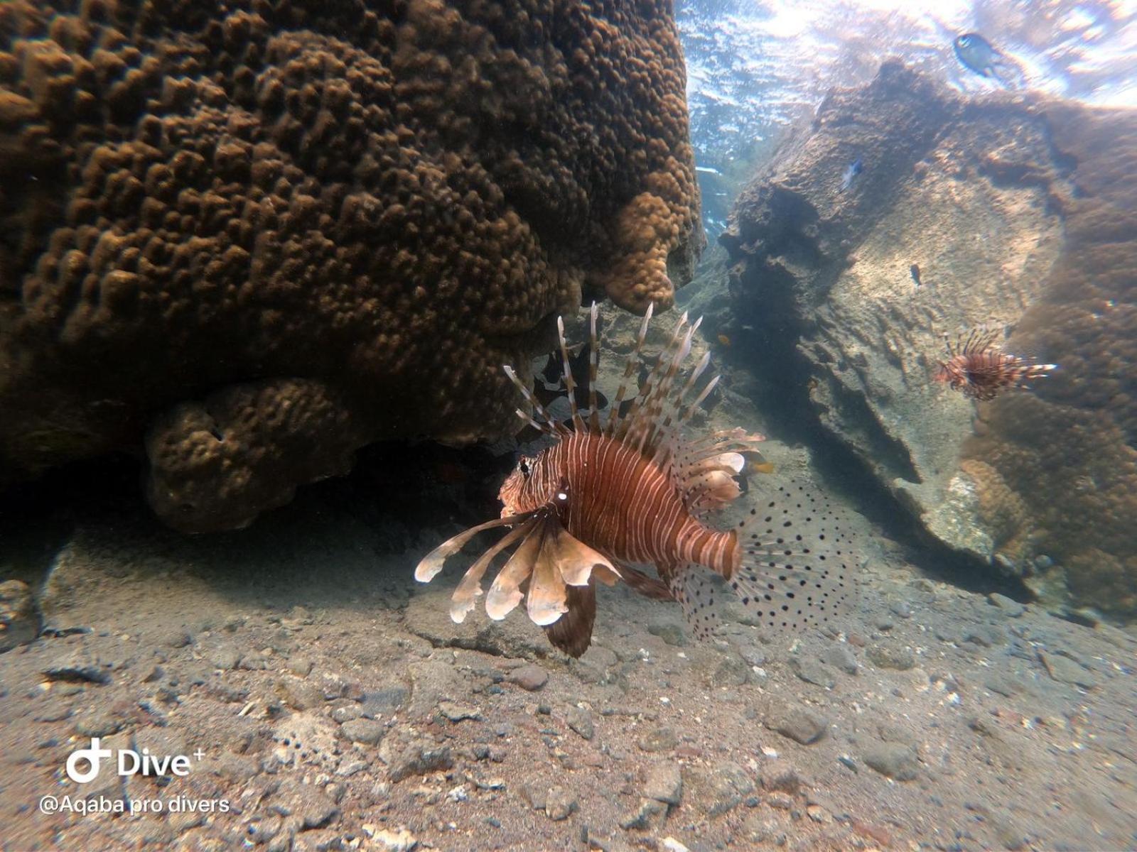 Aqaba Pro Divers Zewnętrze zdjęcie