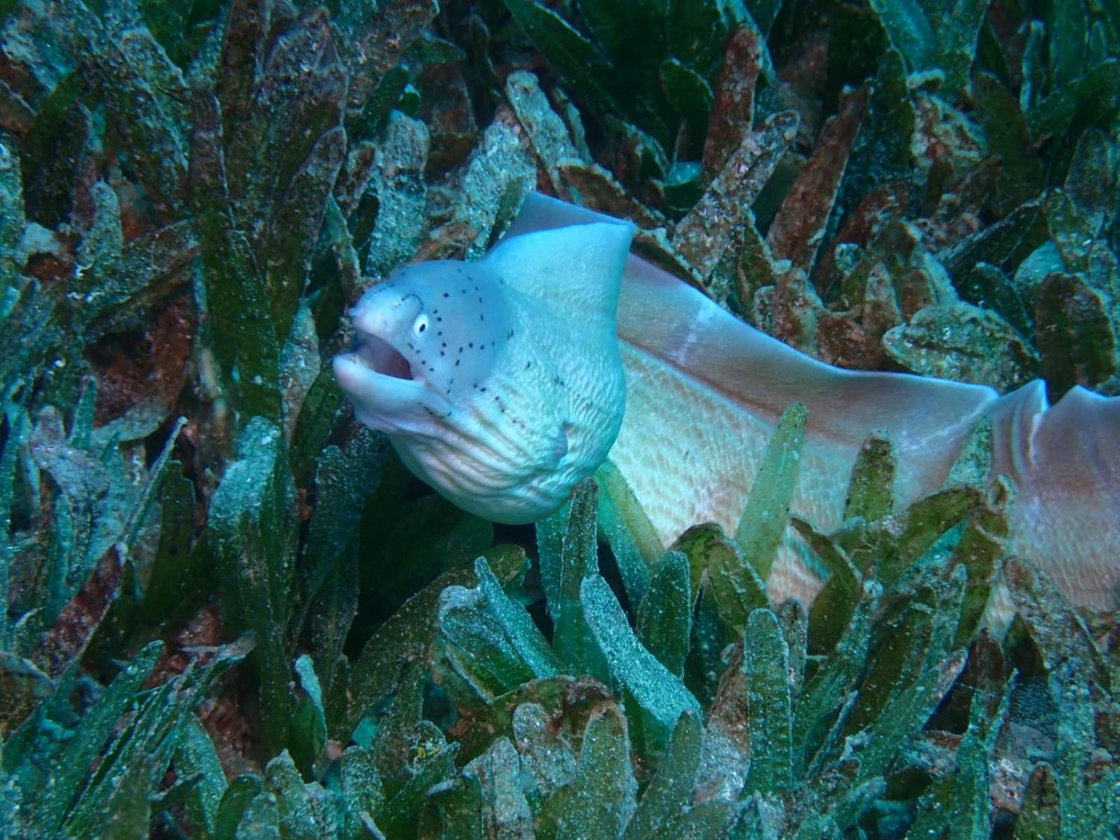 Aqaba Pro Divers Zewnętrze zdjęcie
