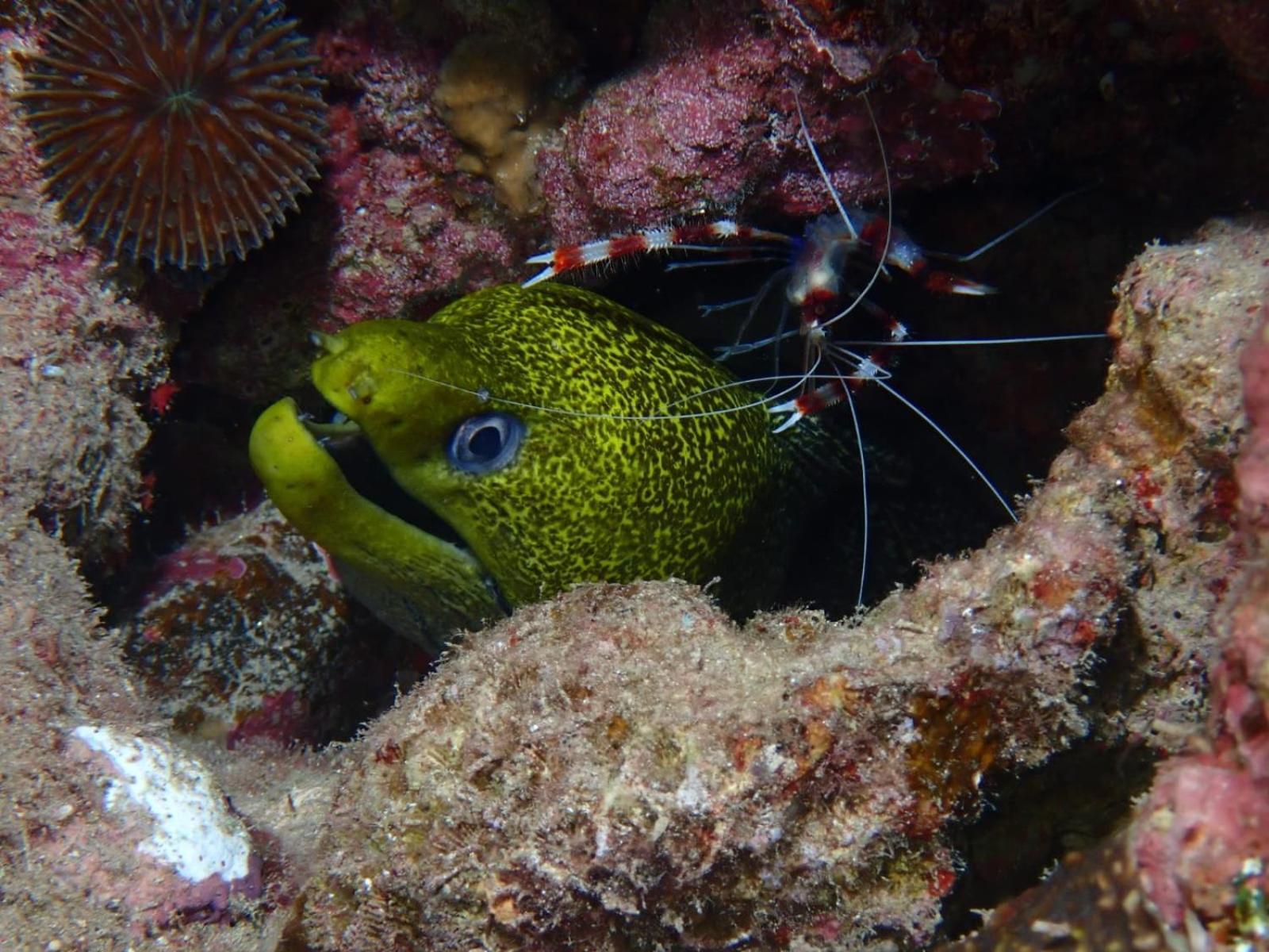 Aqaba Pro Divers Zewnętrze zdjęcie